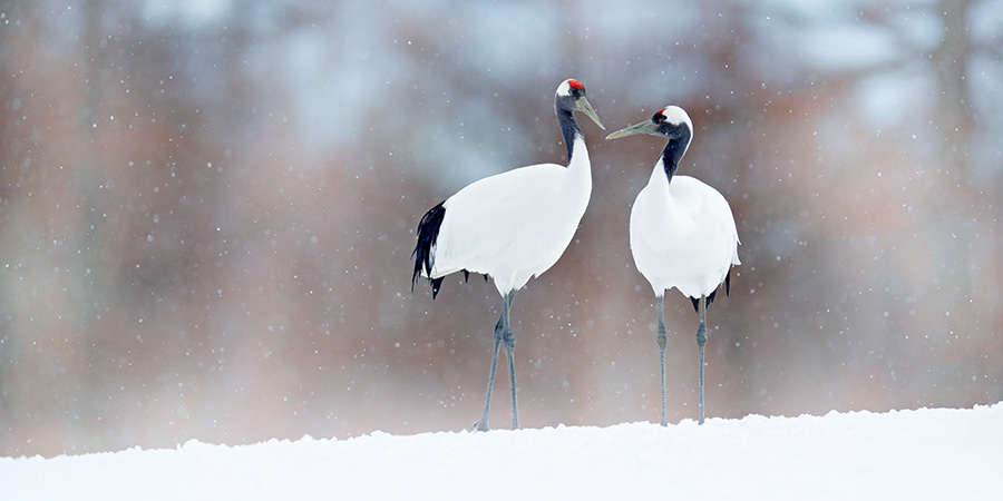 Red Crowned Cranes