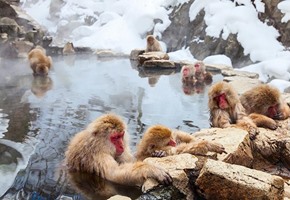 The wonderful wildlife of Japan