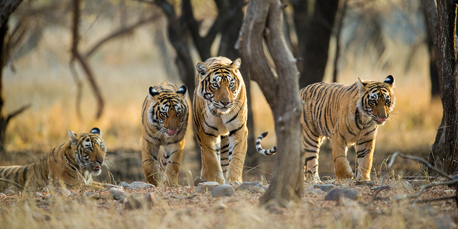 Ranthambore National Park