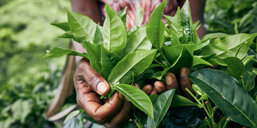 Experiencing the Wah Tea Estate of Palampur