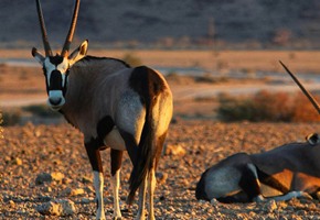 Kenya Game Drive