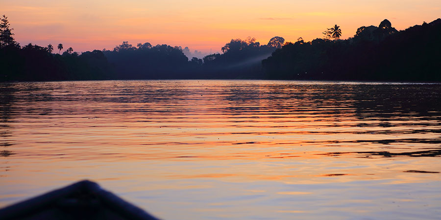 Drifting through mangroves on a magical firefly cruise