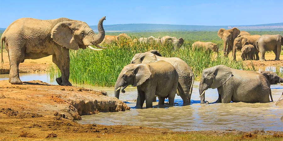 Experiencing a Big 5 safari in a private wildlife reserve
