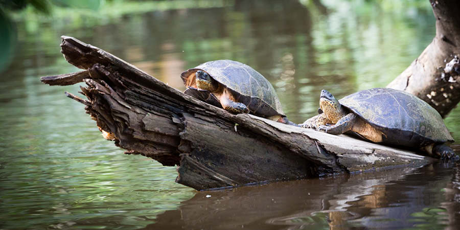 Exploring Tortuguero by land and boat