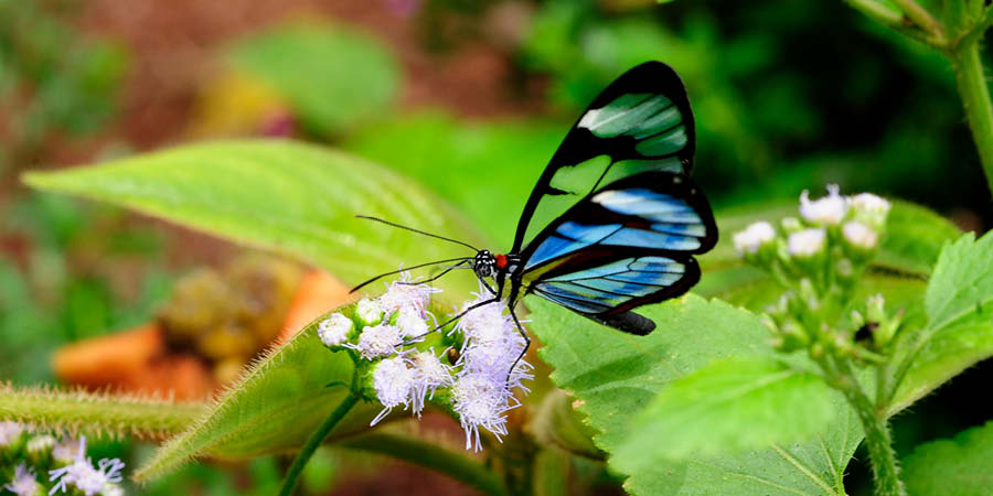 Strolling through the Monteverde Butterfly Gardens