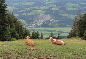 Pete Lane